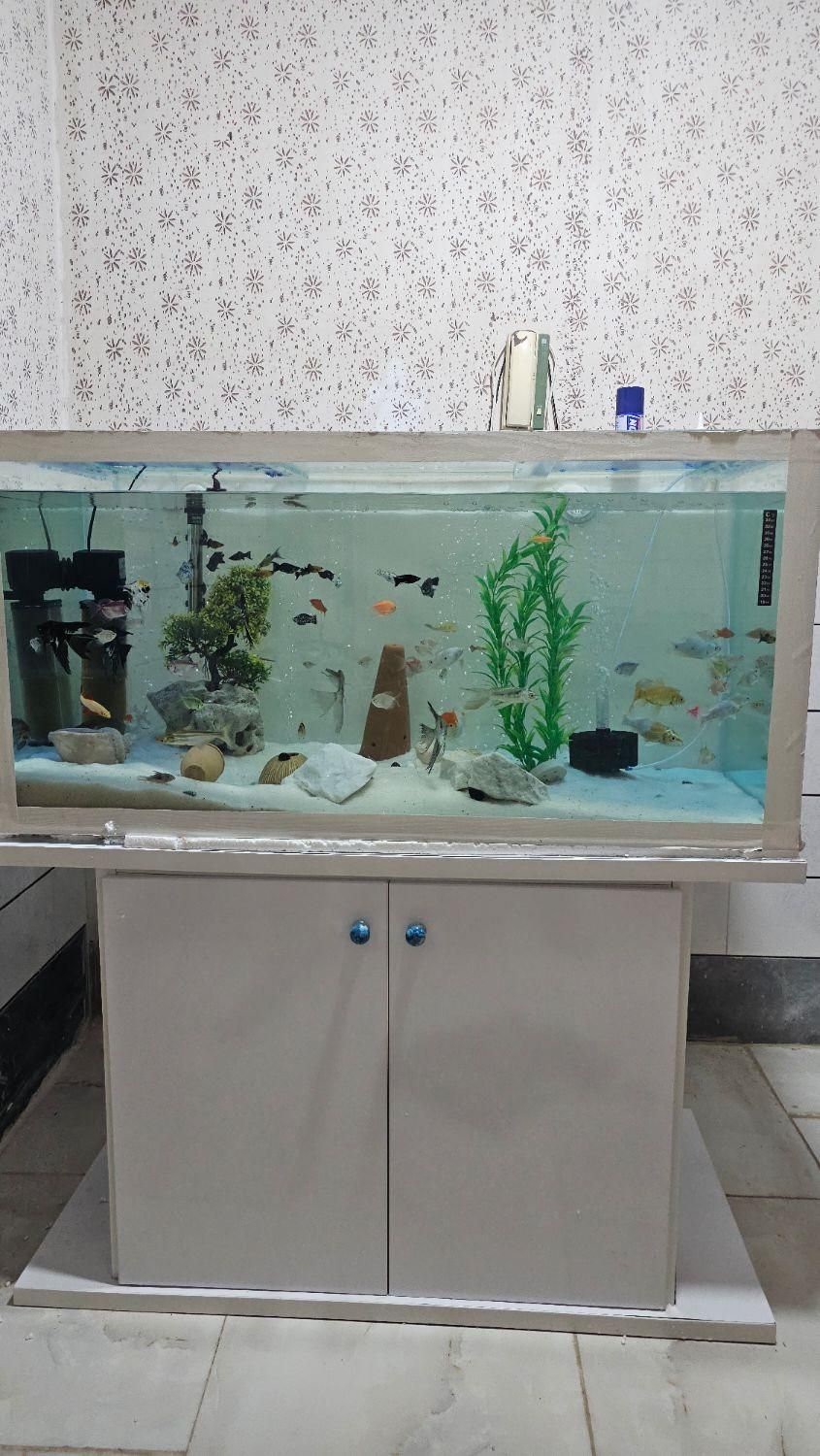 آکواریوم کامل|ماهی|آران و بیدگل, |دیوار