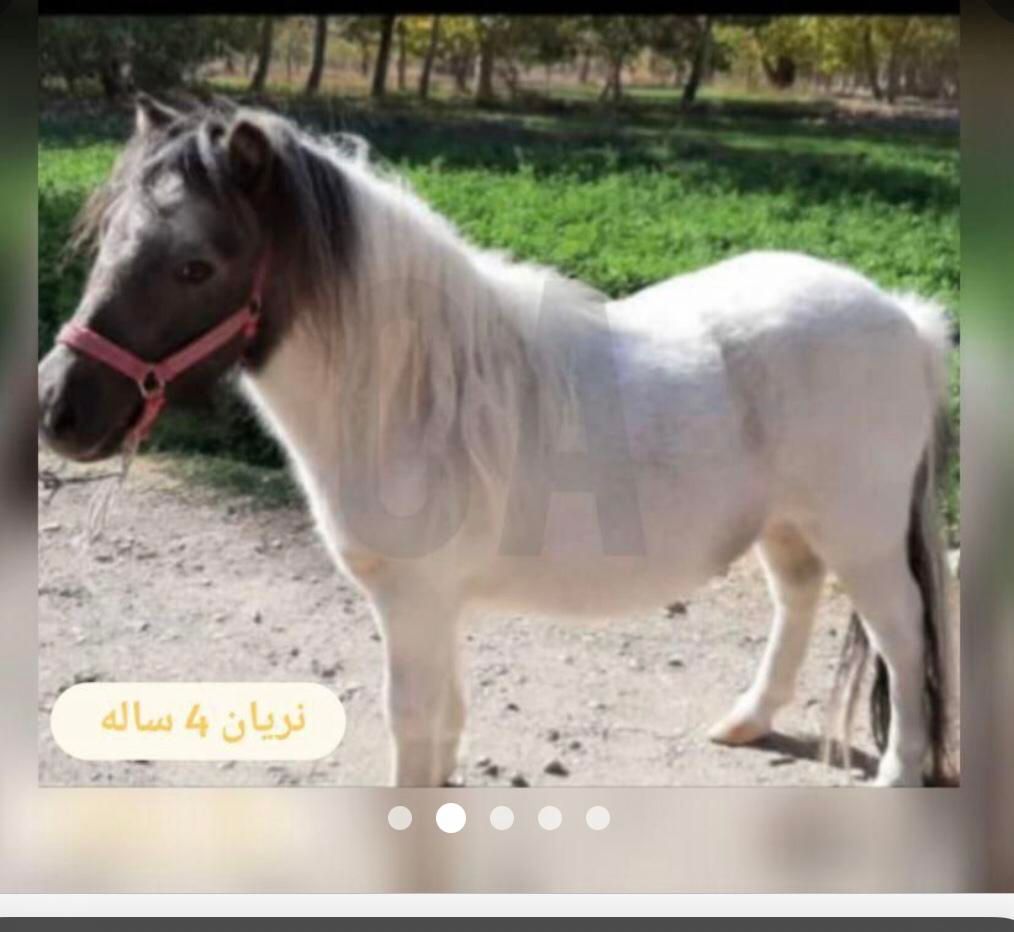 اسب نژاد فلابلا هم بازی کودکان|حیوانات مزرعه|تهران, ازگل|دیوار