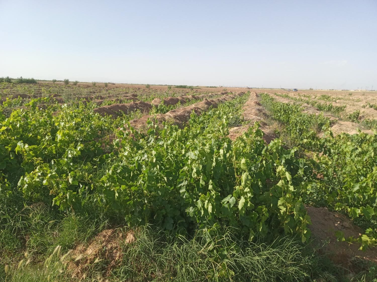 فروش قسطی یا مبادله ای باغ انگور|فروش دفتر صنعتی، کشاورزی، تجاری|قزوین, |دیوار
