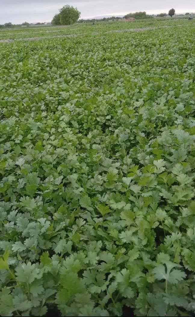 فروش انواع سبزیجات خشک ،نعناع خشک ،شوید خشک،قورمه|خوردنی و آشامیدنی|کرج, دهقان ویلا|دیوار