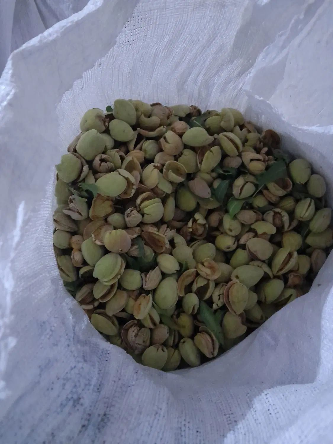 بادام پوست کاغذی|خوردنی و آشامیدنی|اصفهان, تیران|دیوار