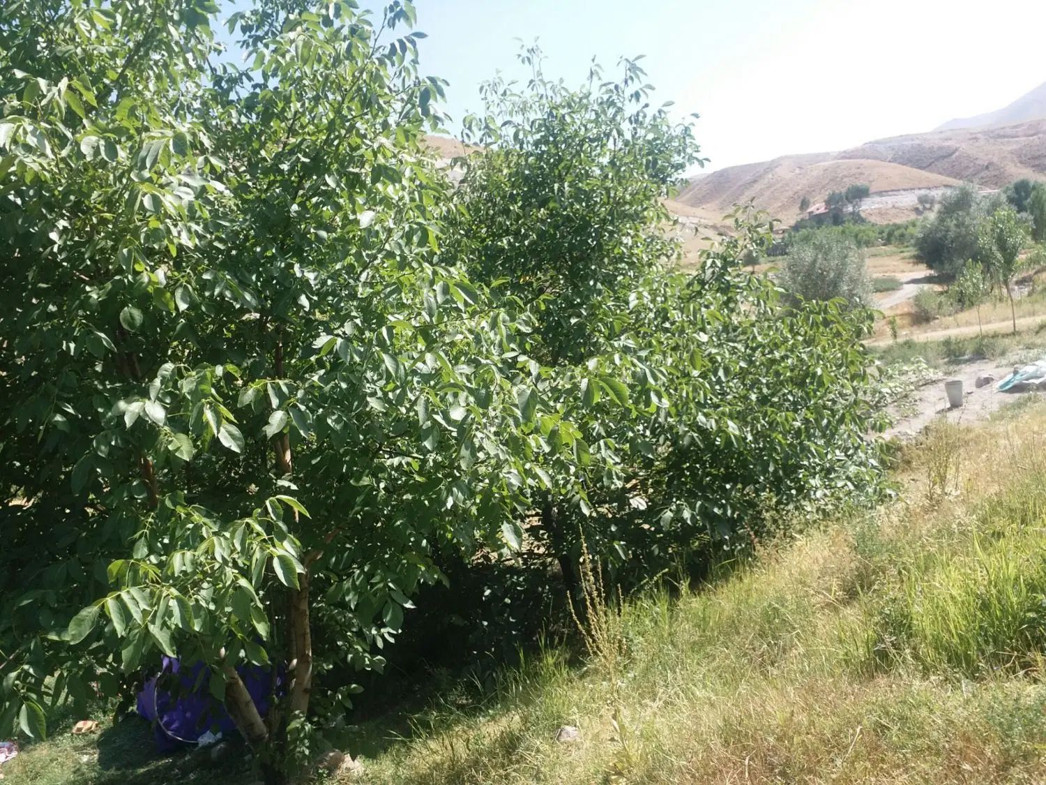 باغ در بهترین آب وهوای تبریز روبروی گورگل|فروش دفتر صنعتی، کشاورزی، تجاری|تبریز, |دیوار