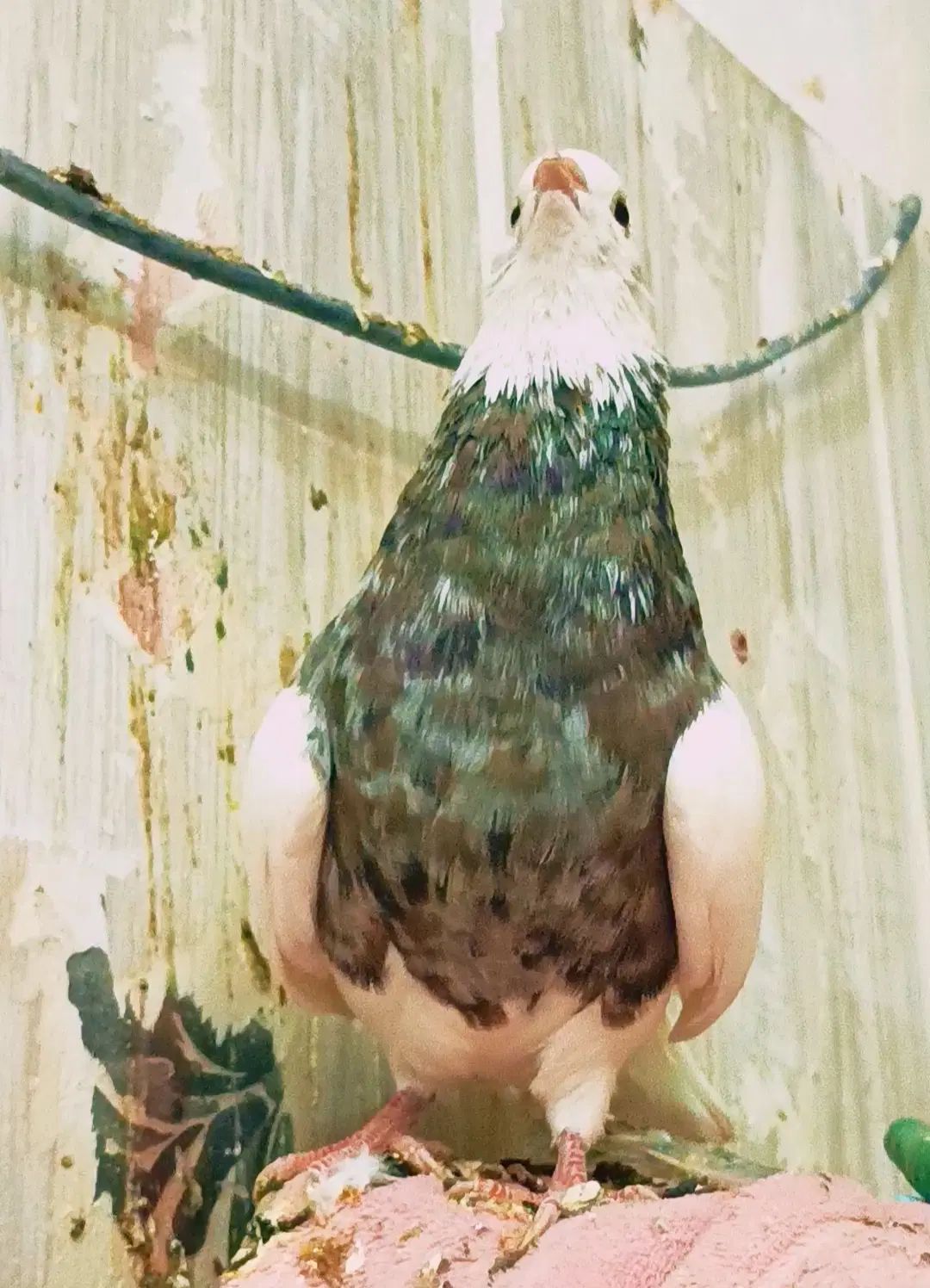 طوقی|پرنده|مشهد, کوی المهدی|دیوار