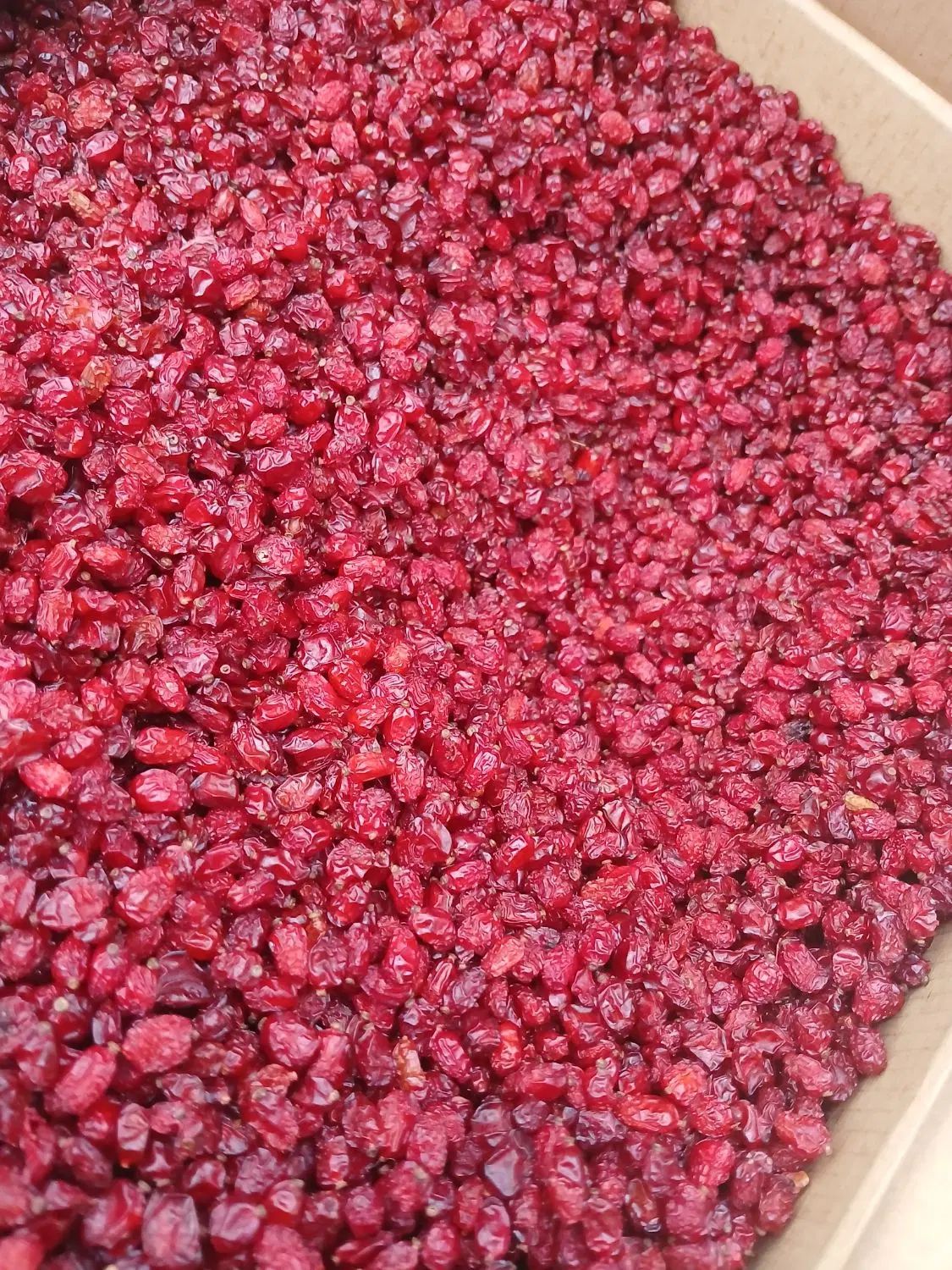 زرشک/زرشک پفکی/زرشک عمده|خوردنی و آشامیدنی|تهران, صد دستگاه|دیوار