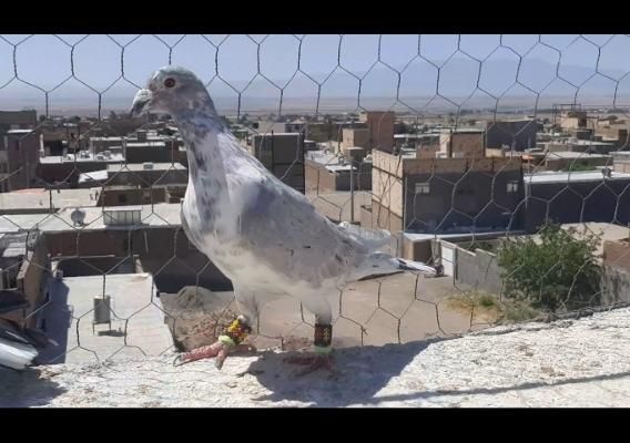 کبوتر سوسکی بزک  الماسیو کلاغ دمسفید|پرنده|سبزوار, ایزی شهر|دیوار