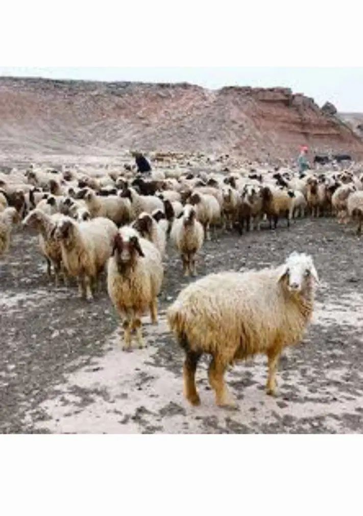بره و گوسفند زنده با هر وزنی با سلاخ درب منزل شما|حیوانات مزرعه|گرگان, |دیوار