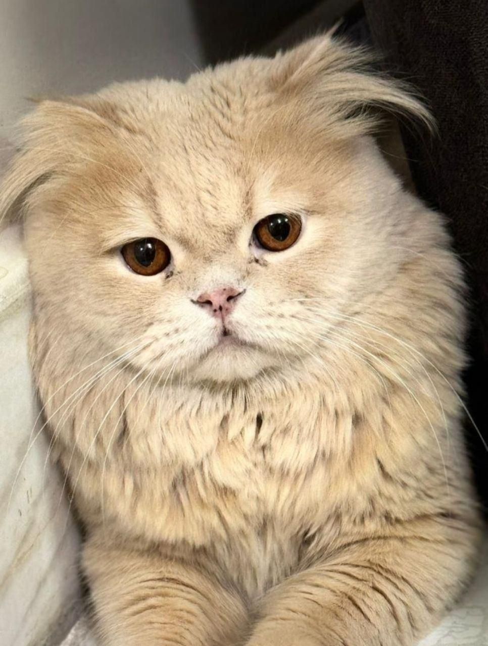 **10 میلیون ت مژدگانی**|حیوانات|ساوه, |دیوار