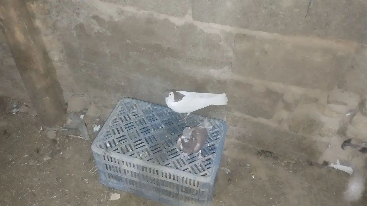 کبوتر خال سرخ ماده و اوغون|پرنده|مشهد, کوی المهدی|دیوار