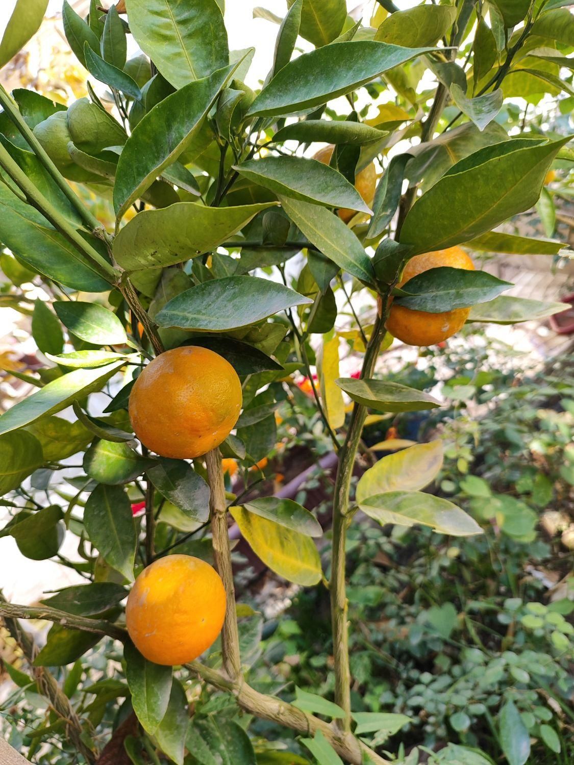 درخت نارنج و نارنگی و پرتقال|خدمات باغبانی و درختکاری|لنجان, |دیوار