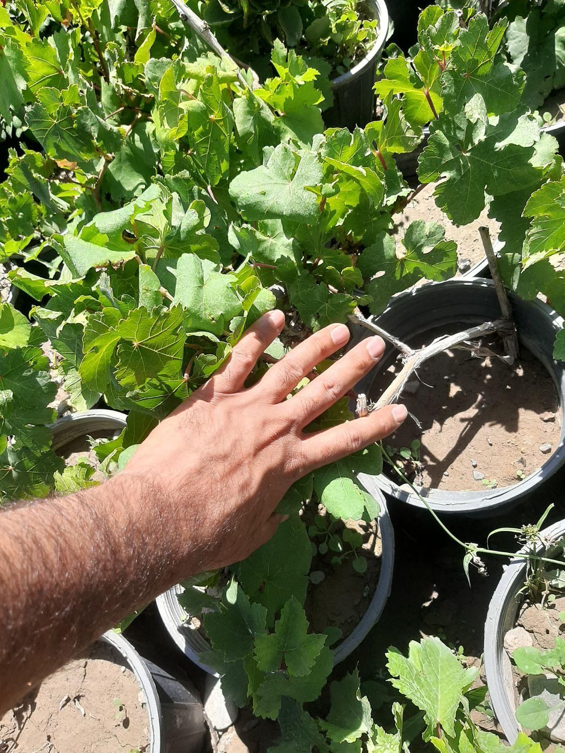 نهال و درخت انگور|خدمات باغبانی و درختکاری|فلاورجان, |دیوار