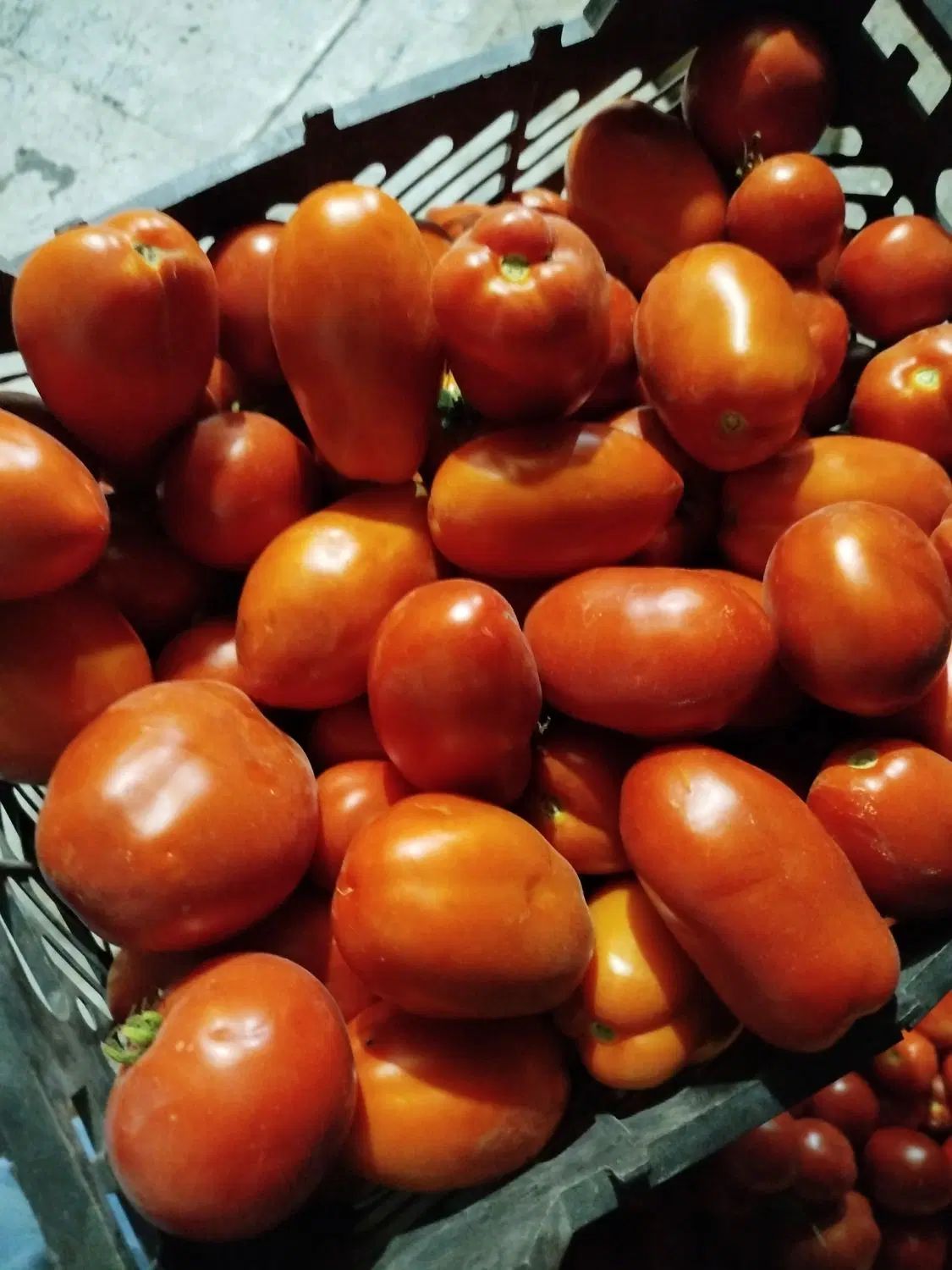 گوجه فرنگی ربی|خوردنی و آشامیدنی|کرج, ملک‌آباد|دیوار