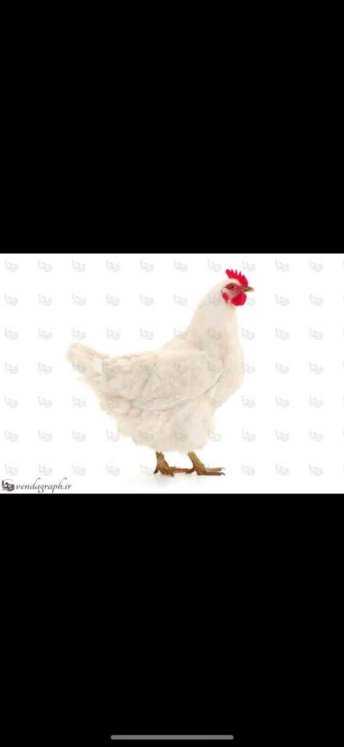 استخدام سالندار و نگهبان مرغداری|استخدام صنعتی، فنی، مهندسی|گرگان, |دیوار