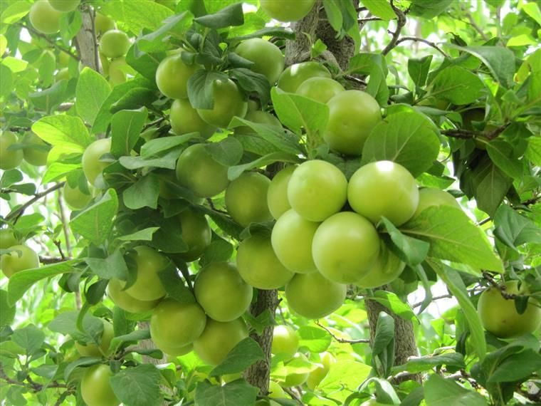 فروش زمین ۴۱۰ متری در کارلادان|فروش زمین و ملک کلنگی|اصفهان, کارلادان|دیوار