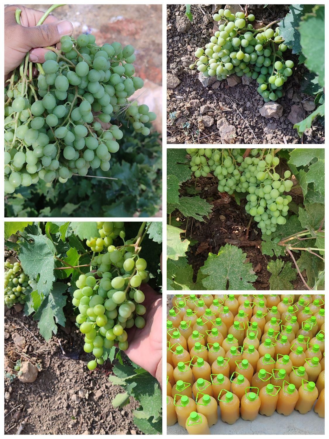 فروش آب غوره دیم فوق العاده ترش و باکیفیت|خوردنی و آشامیدنی|داراب, |دیوار