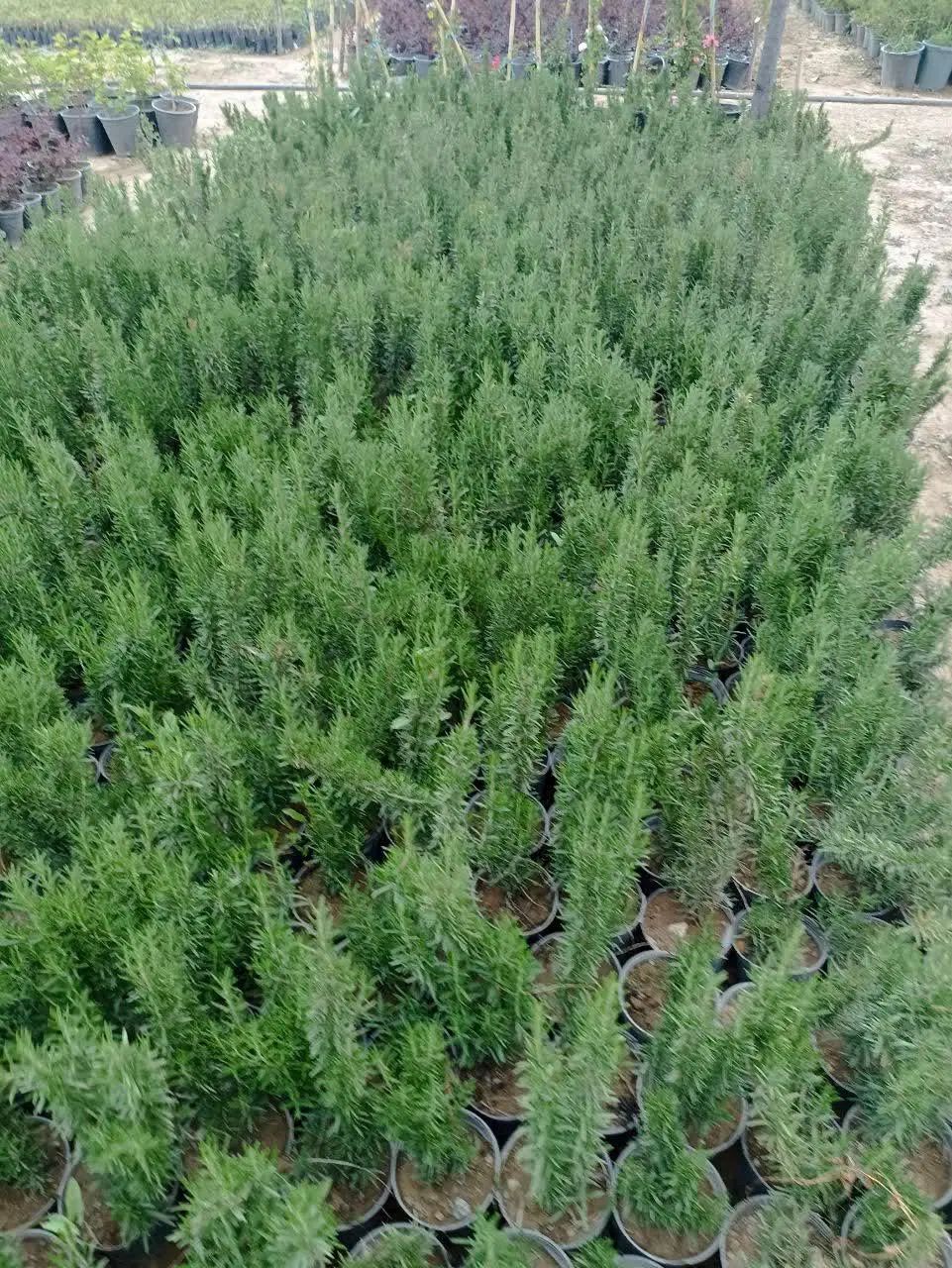 رزماری و اسطوخودوس لاوان|گل و گیاه طبیعی|تهران, لویزان|دیوار