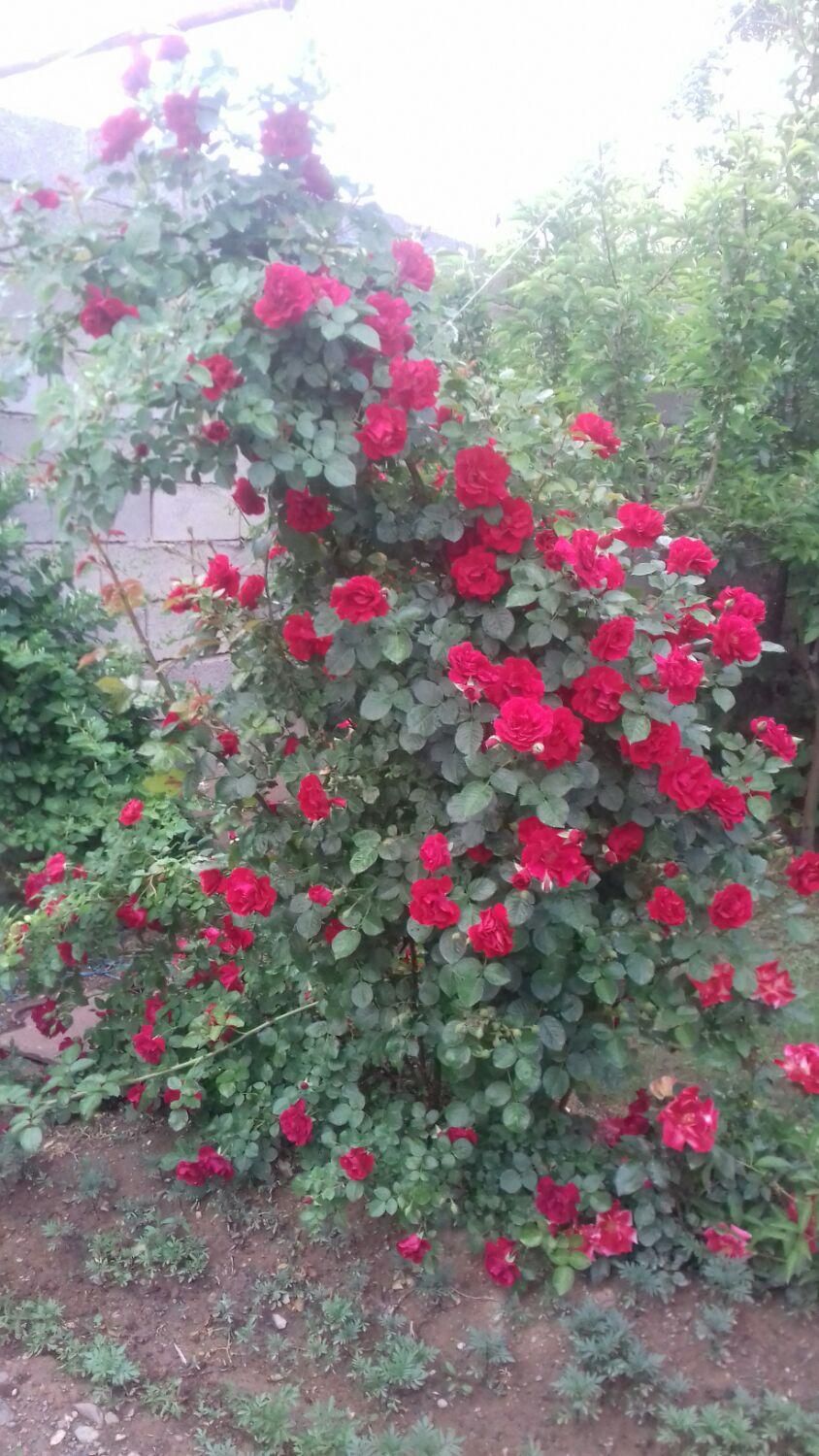 اجاره خانه ویلایی|اسکان اضطراری|زنجان, |دیوار