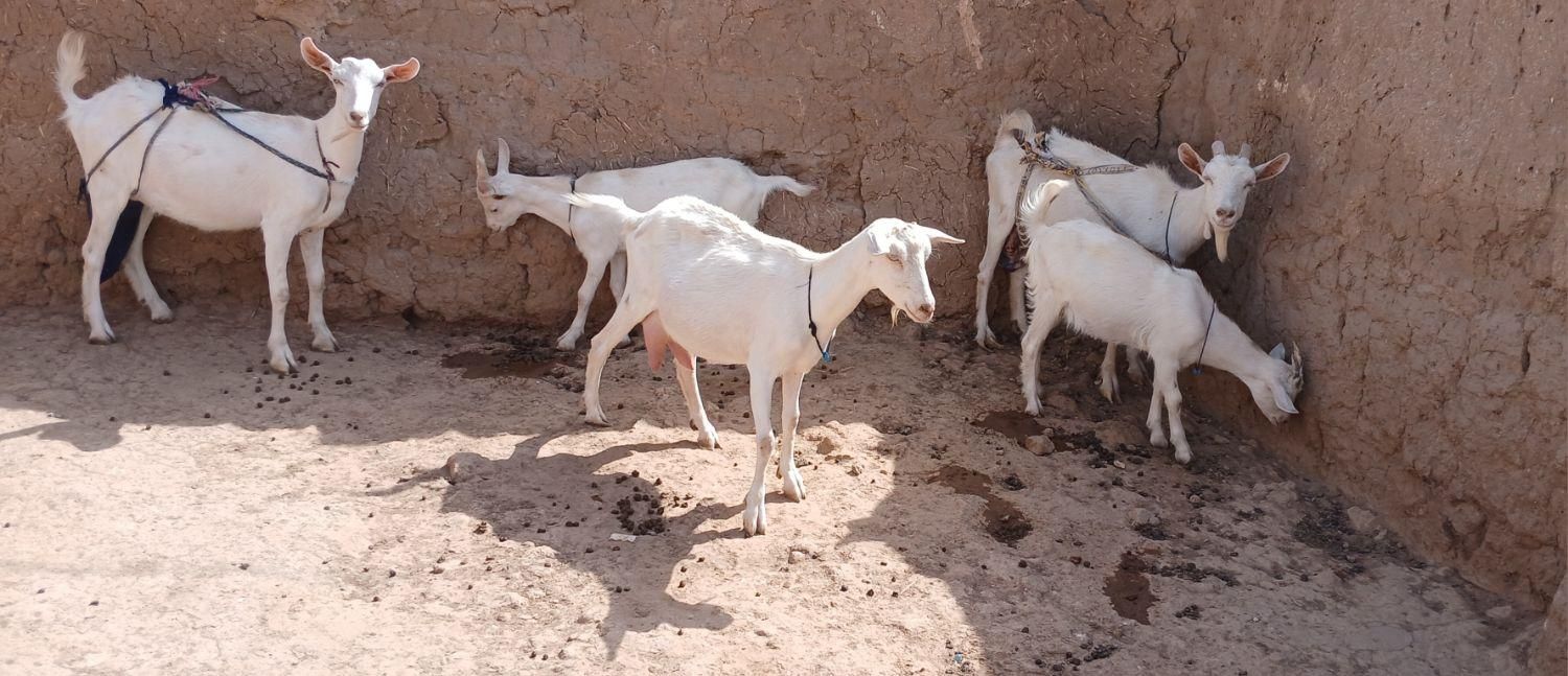 خوب|حیوانات مزرعه|تربت جام, میان جام|دیوار