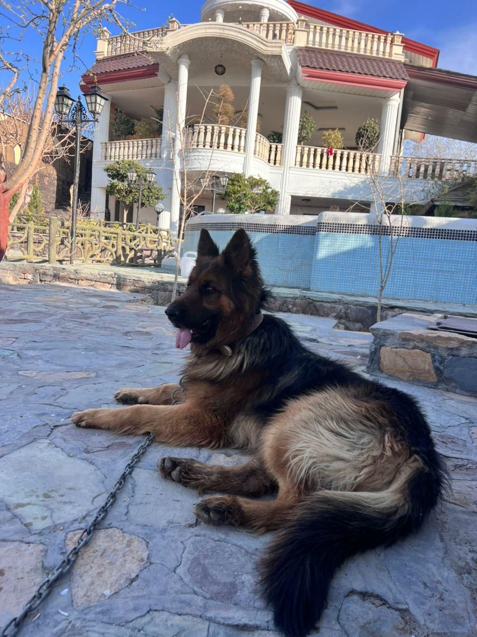 واگذاری توله ژرمن بلک و ابلغ|سگ|ساری, |دیوار