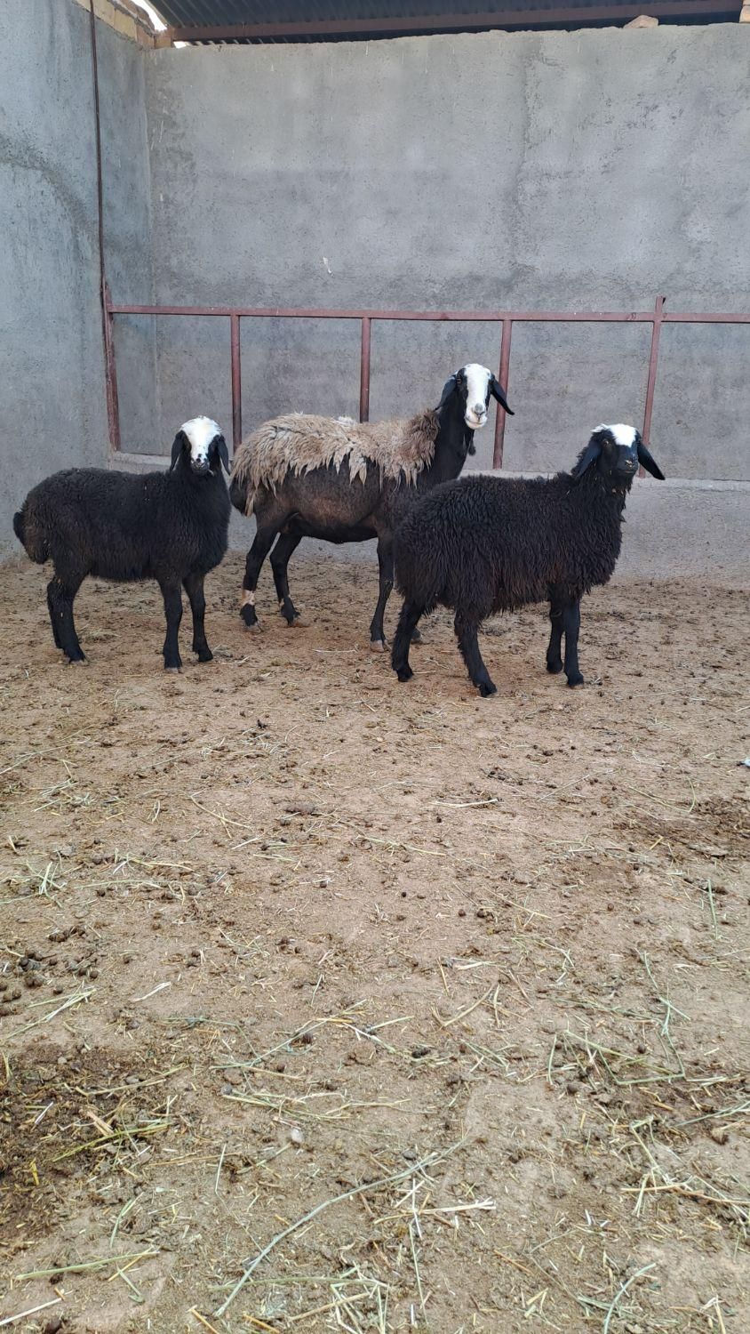 شیشک قوچ خورده میش جوان ابستن سنگین|حیوانات مزرعه|رفسنجان, |دیوار