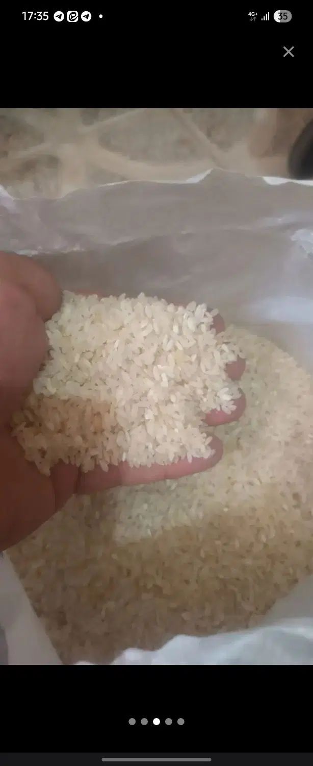 برنج کامفیروز طبع گرم|خوردنی و آشامیدنی|تهران, تسلیحات|دیوار