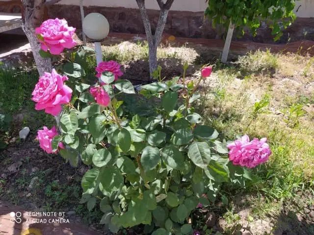 تهاتر فیش پروانه منطقه یک 1 حدود ده میلیارد* سجاد|فروش زمین و ملک کلنگی|مشهد, سجاد شهر|دیوار