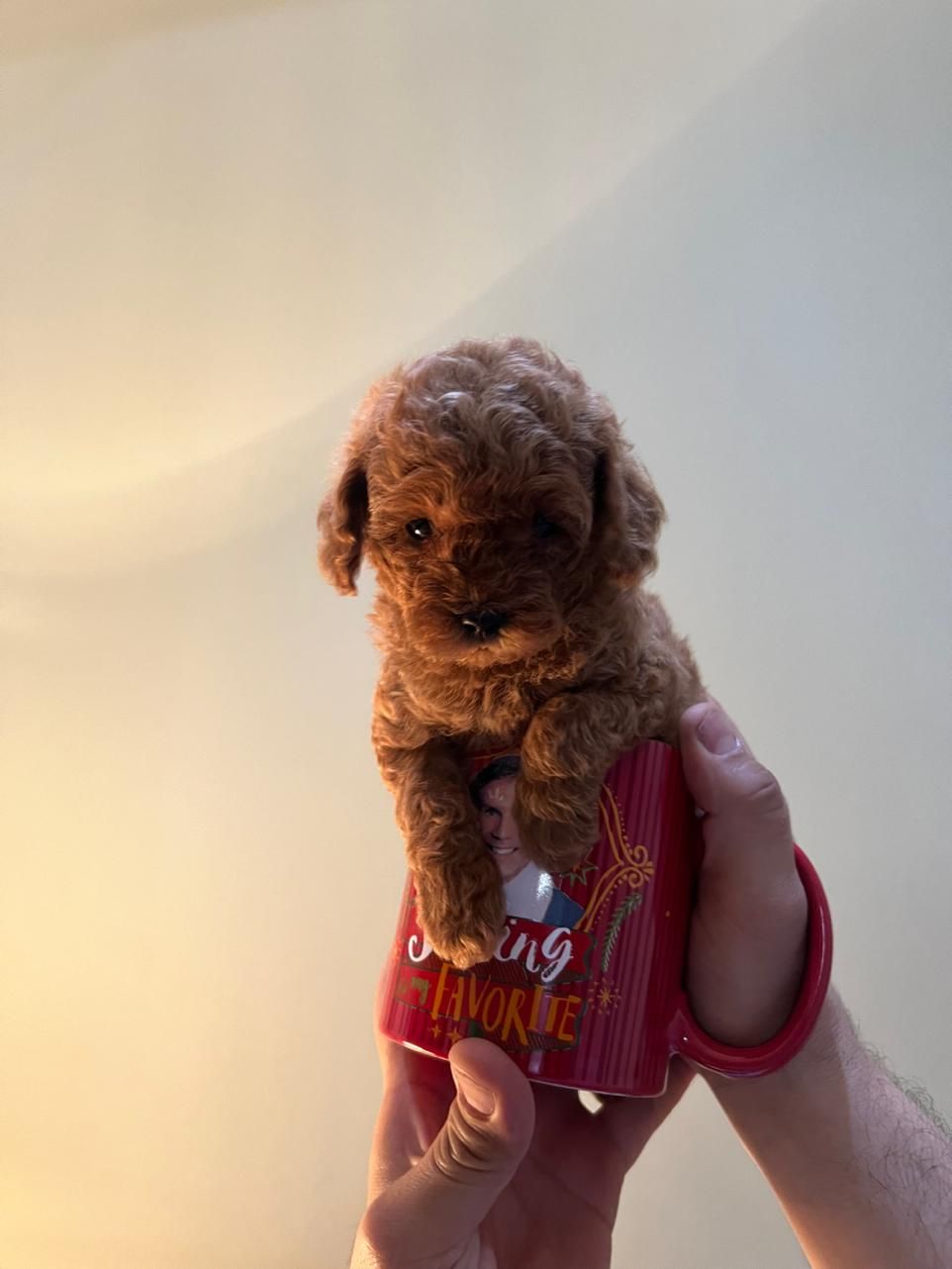 تاینی توی پودل و پودل وارداتی|سگ|تهران, فرحزاد|دیوار