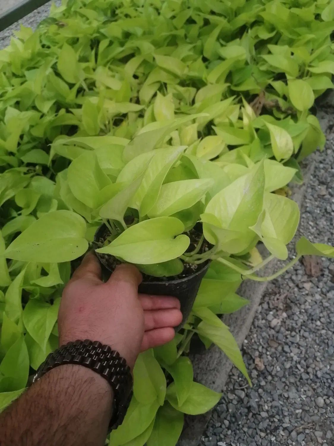 تولیدی گل و گیاه آپارتمانی اَپتوس نقد و اقساط|گل و گیاه طبیعی|مشهد, توس (بلوار توس)|دیوار
