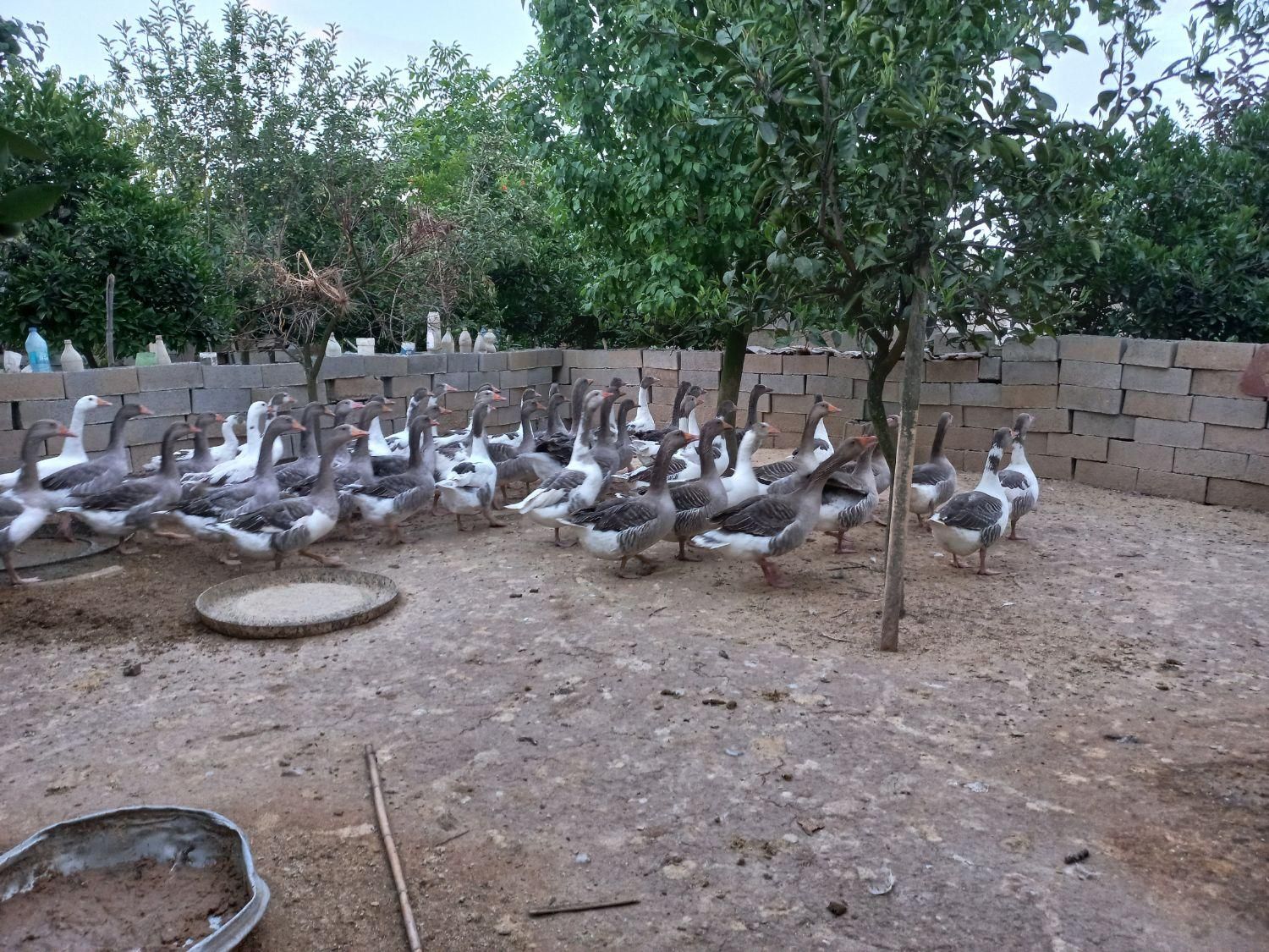 فروش غاز|پرنده|بابل, |دیوار