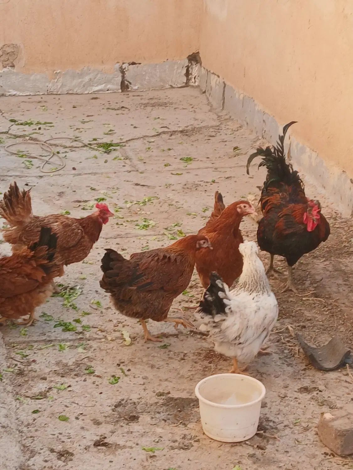 مرغ وخروس فروشی|حیوانات مزرعه|کرج, باغستان|دیوار