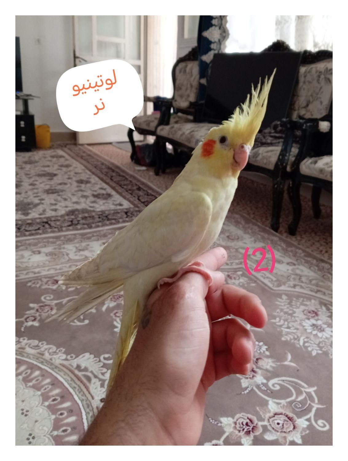 عروس هلندی سخنگو|پرنده|محمدشهر, |دیوار