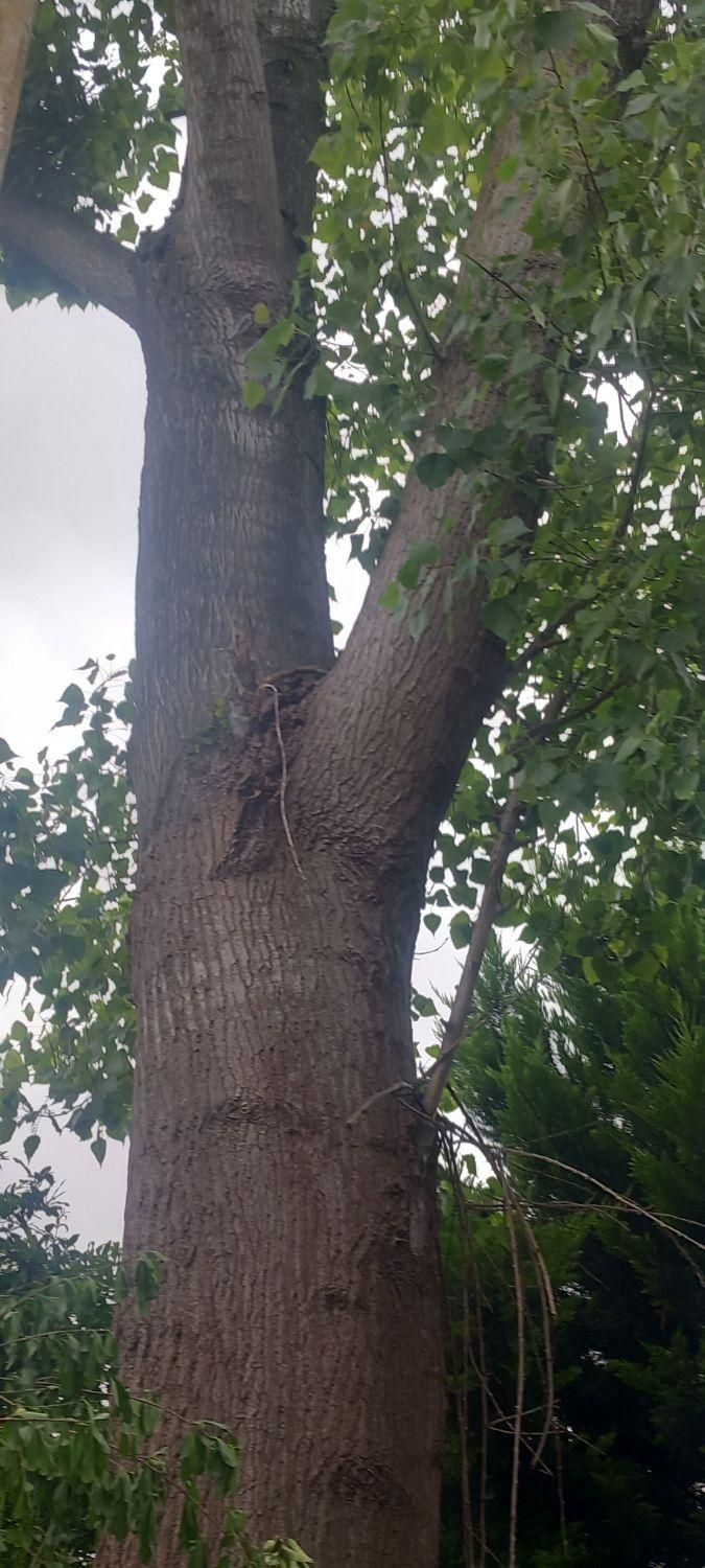 هرصکاری قطع وخریددرخت مزاحم درمحل|خدمات باغبانی و درختکاری|چمستان, |دیوار