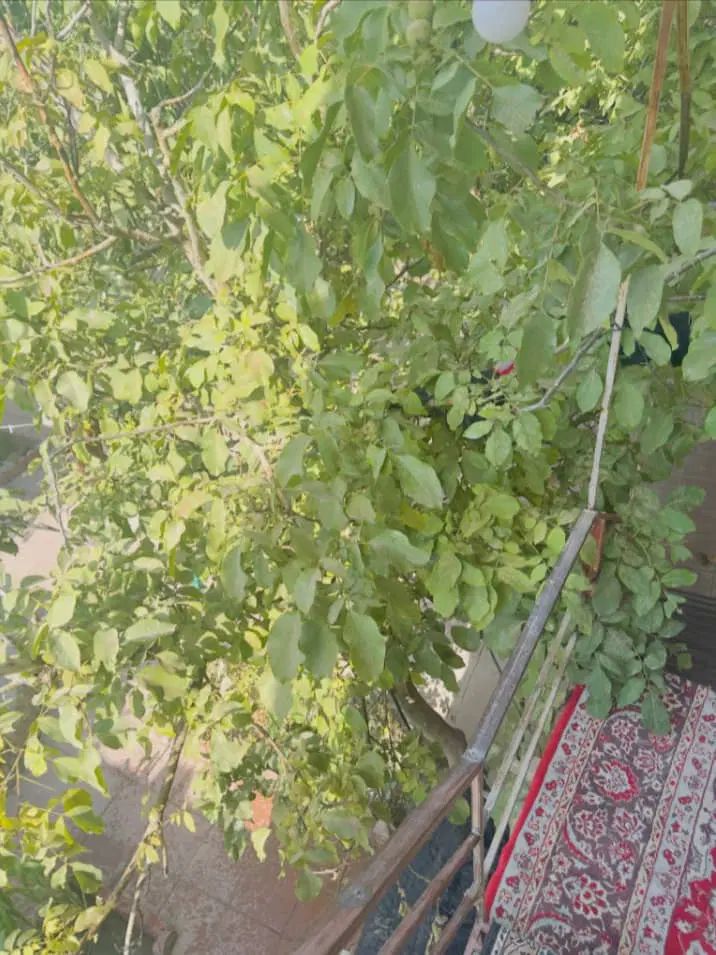 ویلایی دو طبقه چهارباغ سهیلیه زعفرانیه تکبرگ۶دانگ|فروش خانه و ویلا|کرج, فاز ۲ مهرشهر|دیوار