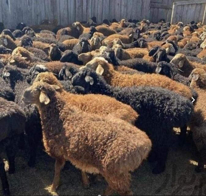 پخش گوسفند زنده شبانه روزی در استان کرج|حیوانات مزرعه|کرج, عظیمیه|دیوار