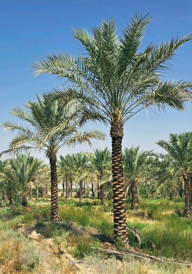 ارسال رایگان نخل پالم خانه زیبا بادبزنی|خدمات باغبانی و درختکاری|گلستان (تهران), |دیوار