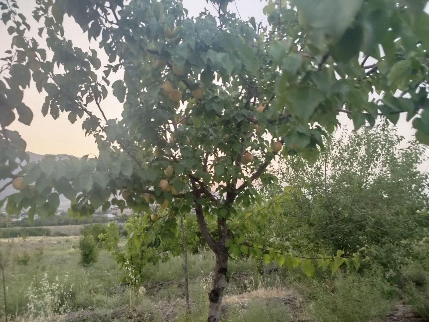 فروش زمین ۶۰۰ متری در روستای زواریان|فروش زمین و ملک کلنگی|سلفچگان, |دیوار
