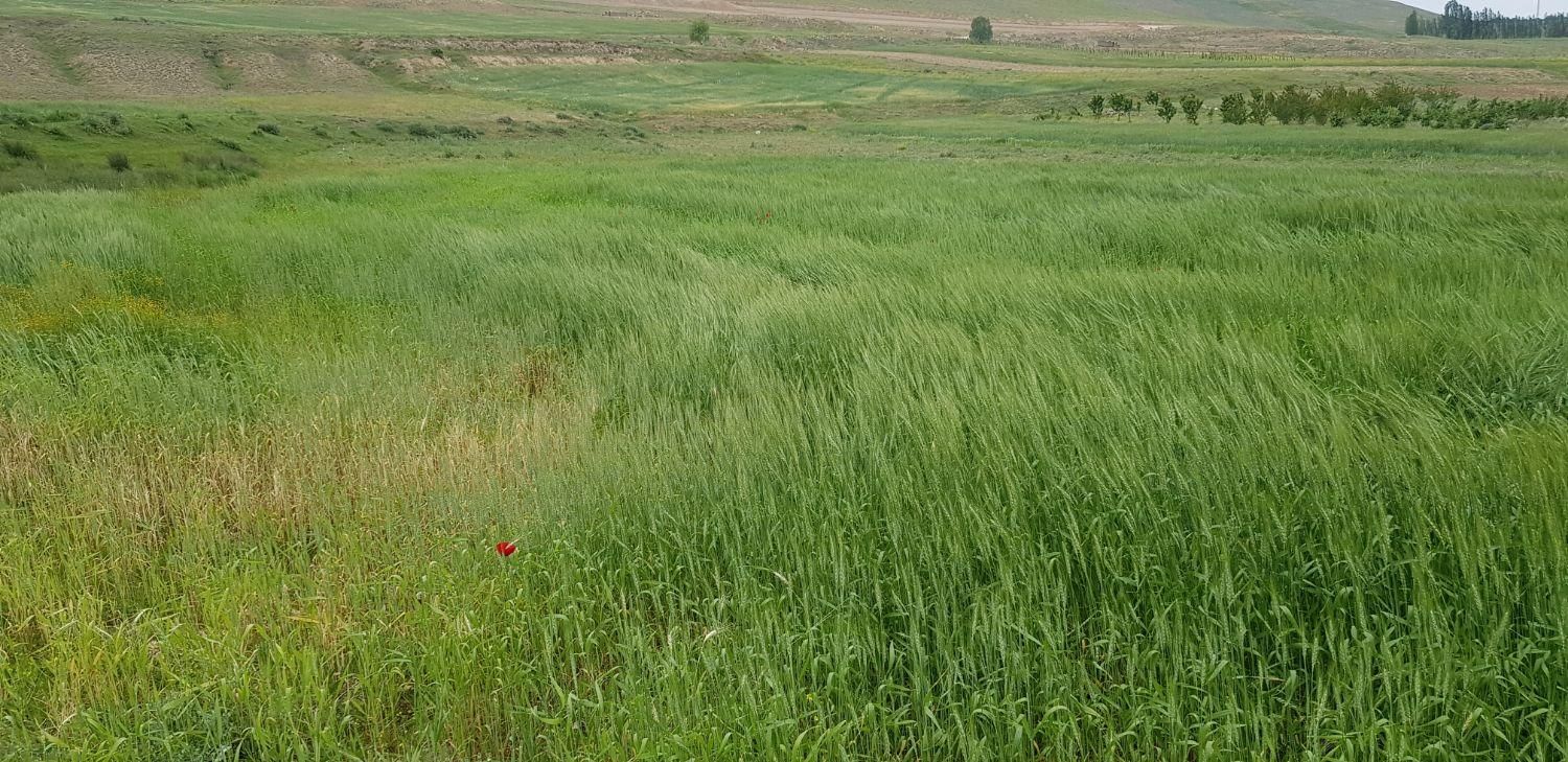 فروش زمین بحر جاده اصلی|فروش زمین و ملک کلنگی|نیر (اردبیل), |دیوار