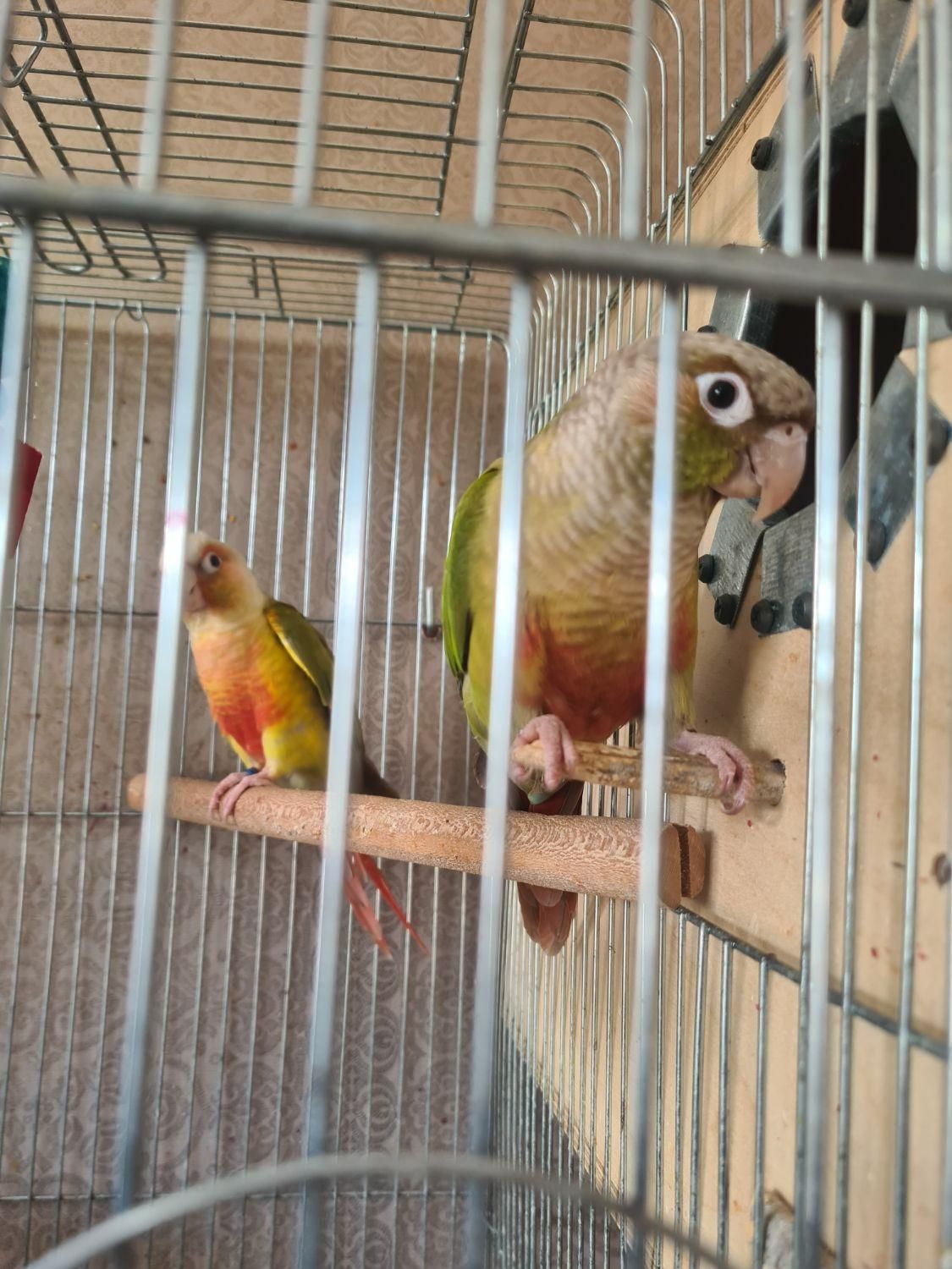 خرید و فروش پرنده زینتی(بهترین خریدار)|پرنده|کرج, اصفهانیها|دیوار