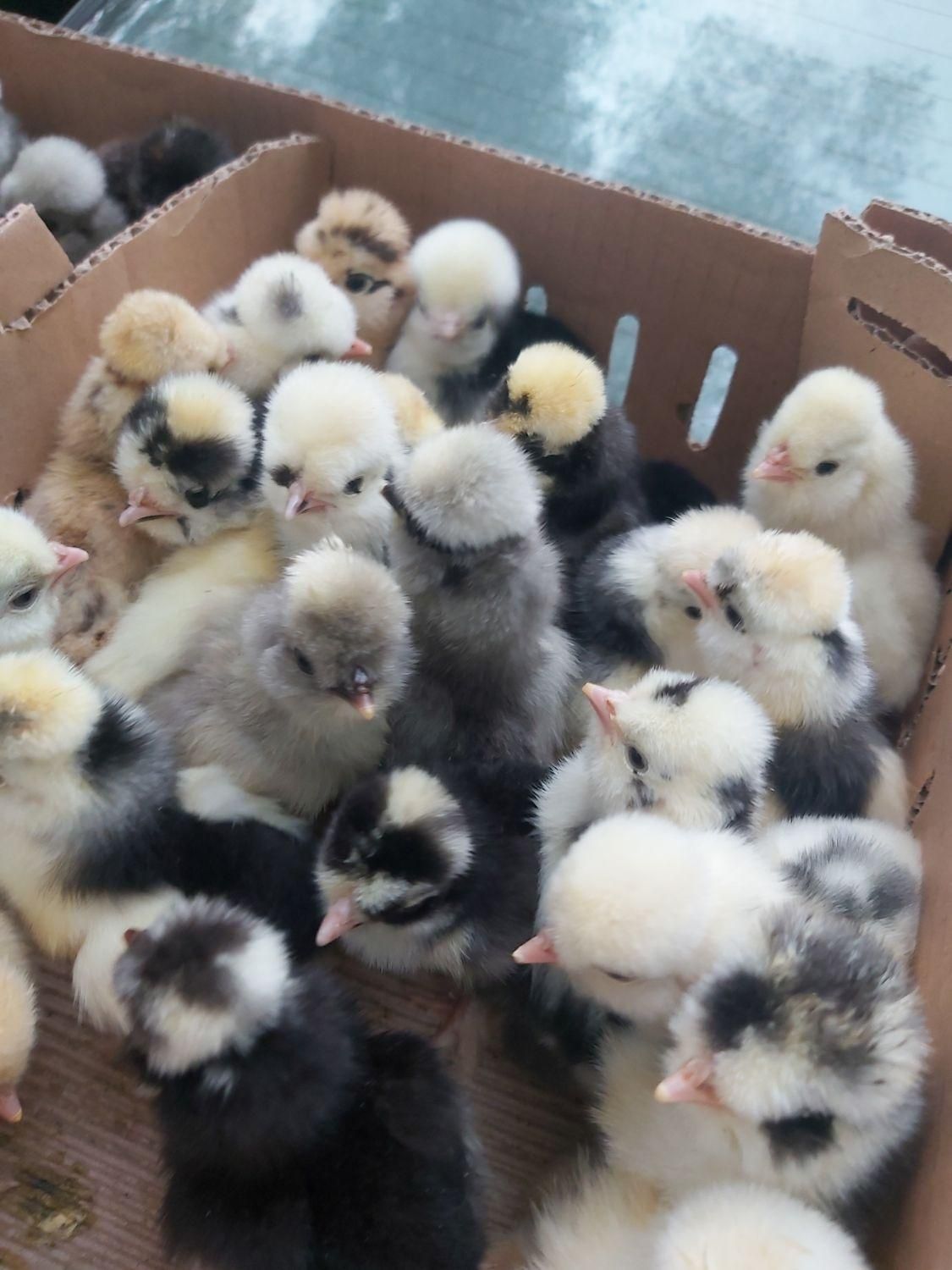 اردک یکروزه وصغیر جوجه محلی گلپایگان)رنگی/بلدرچین|حیوانات مزرعه|رشت, آزادگان|دیوار