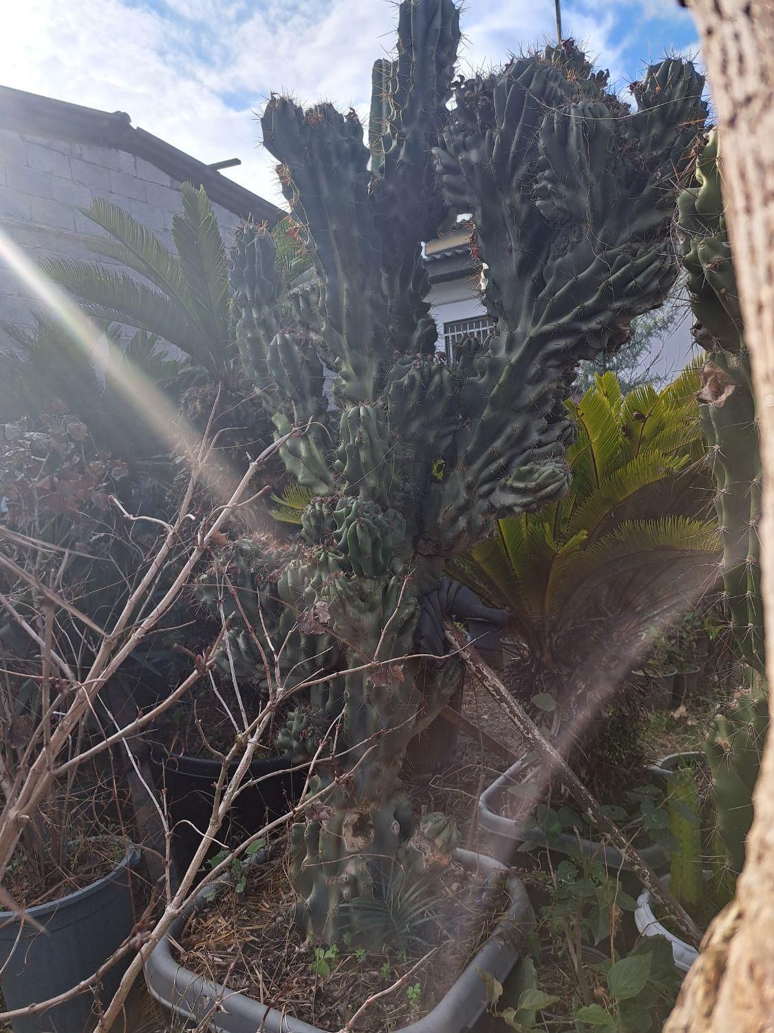 فروش کاکتوس صخره ای|گل و گیاه طبیعی|سلمانشهر, |دیوار