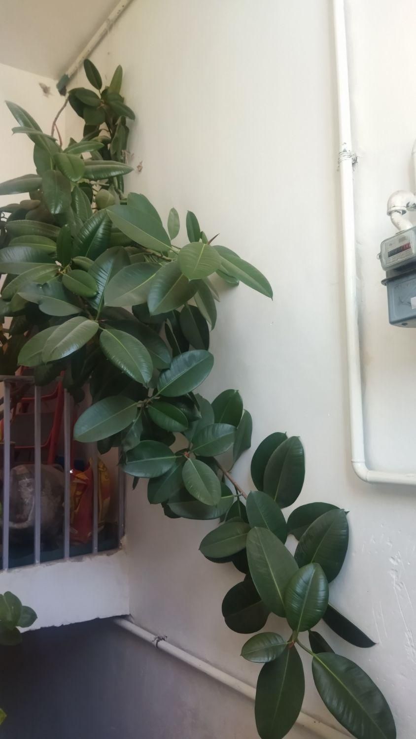 گل فیکوس|گل و گیاه طبیعی|خرمآباد, |دیوار