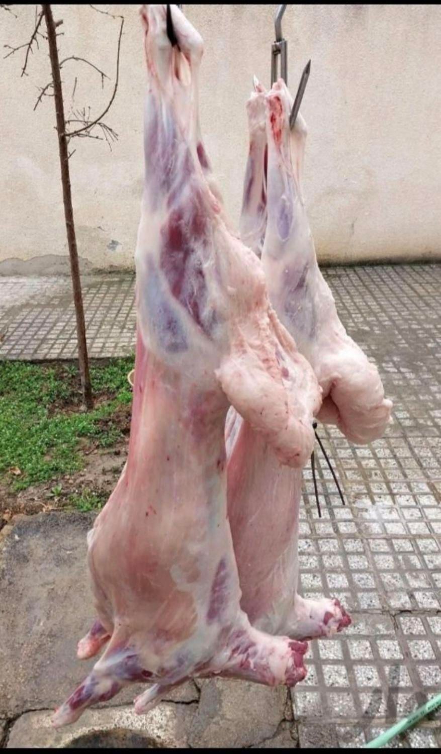 قصاب وذبح گوسفنددر منزل شما|خدمات پذیرایی، مراسم|شیراز, عادل آباد|دیوار