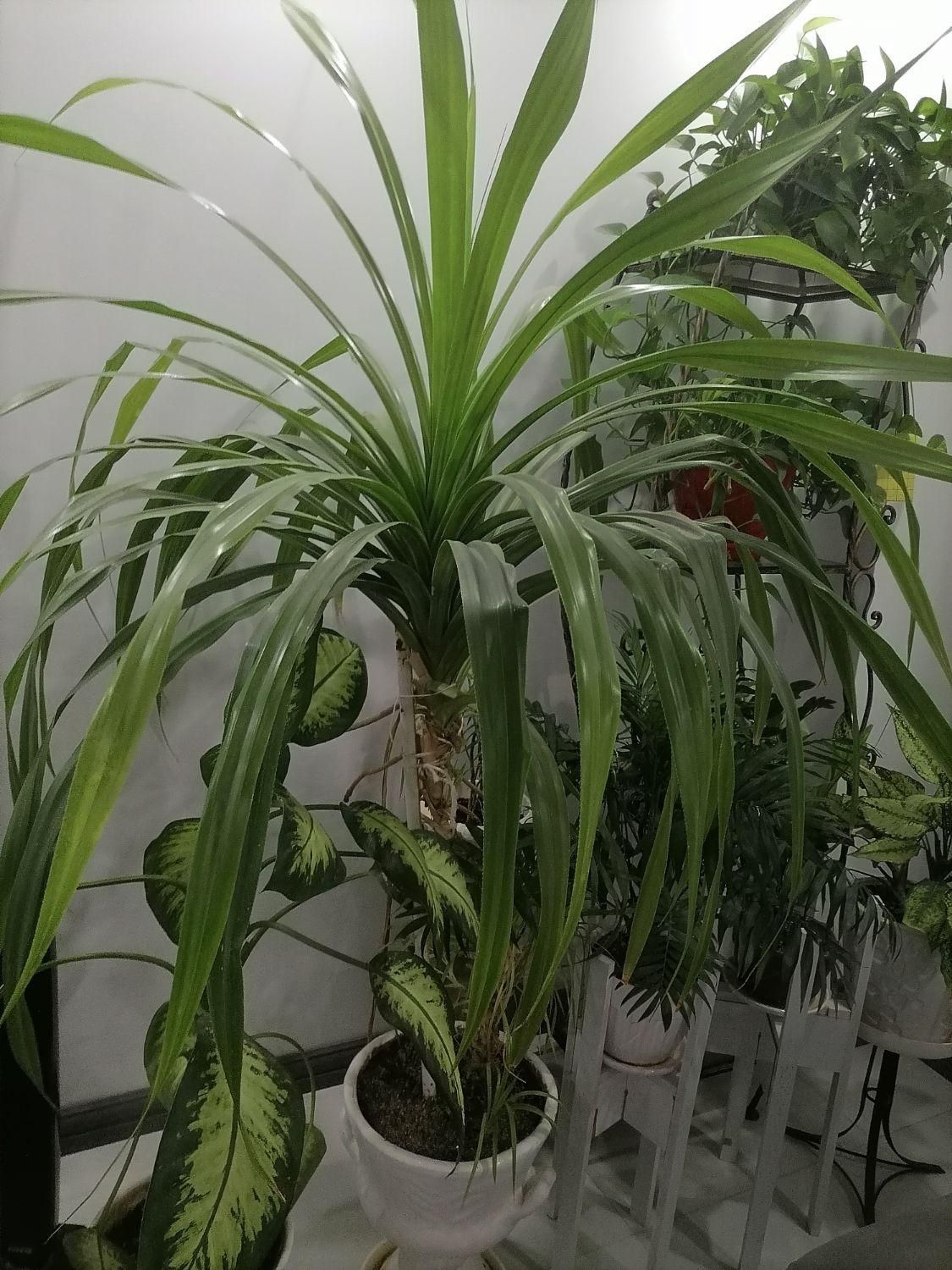 گلهای سر سبز وشاداب آپارتمانی|گل و گیاه طبیعی|شیراز, شهرک والفجر|دیوار