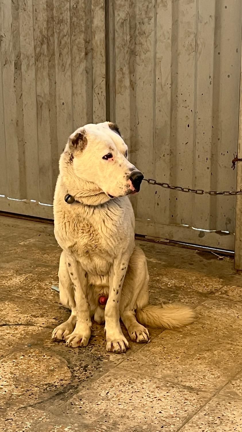 سگ الابای|سگ|تهران, شهرک استقلال|دیوار