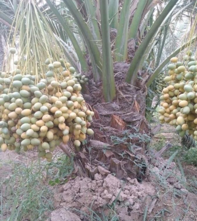 خورموج|گل مصنوعی|خورموج, |دیوار