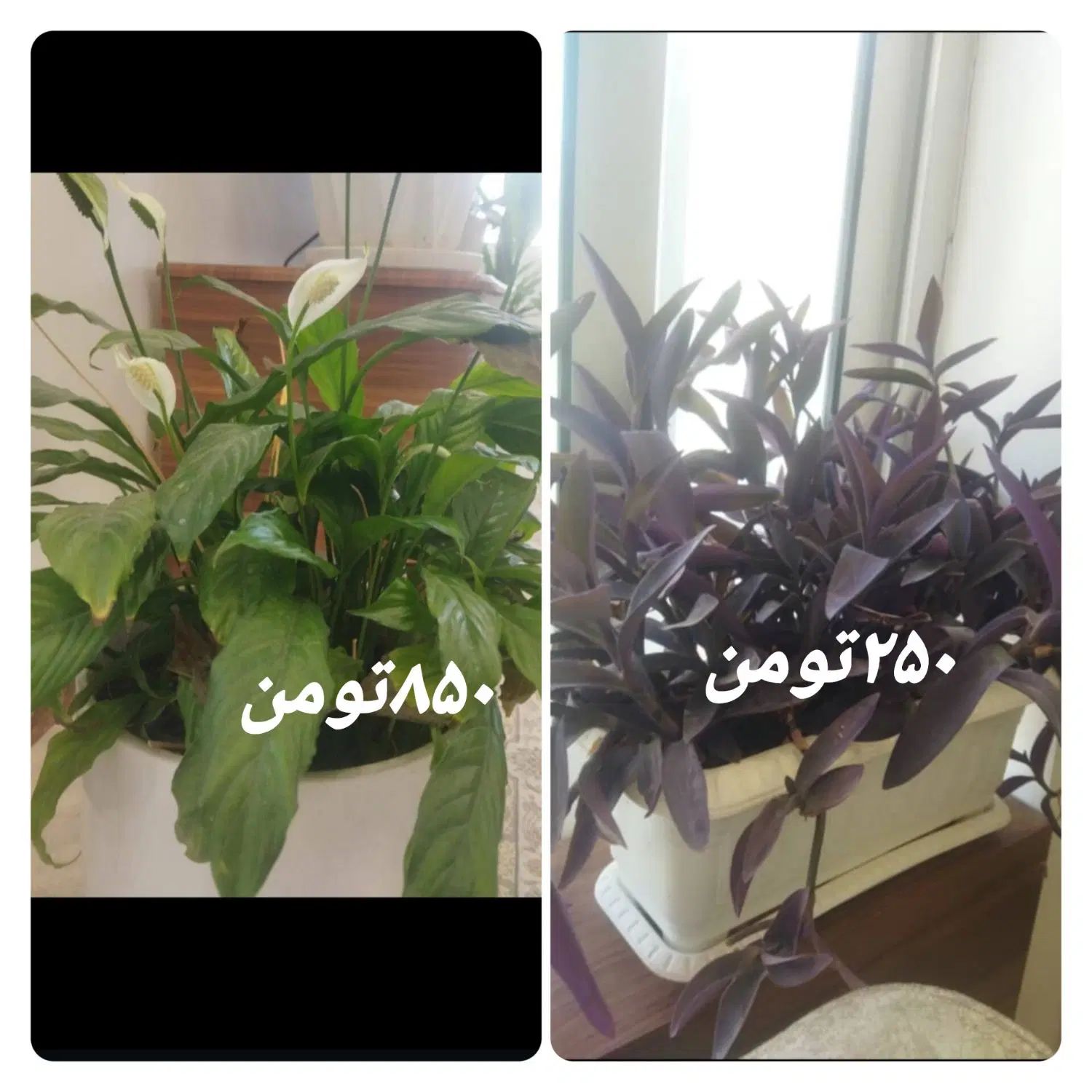 گل و گیاه با گلدان و زیر گلدانی سرامیکی و کود خوب|گل و گیاه طبیعی|شیراز, ارم|دیوار
