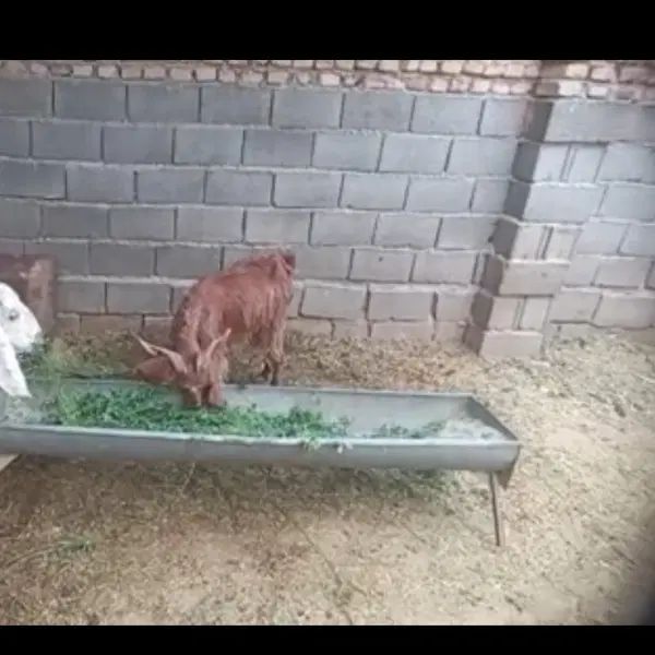 بز درجه یک و عالی قیمت فقط 4ملیون و نیم در صفاشهر|حیوانات مزرعه|اقلید, |دیوار