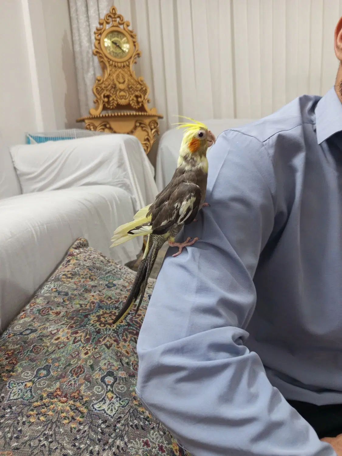حراج|حراج|مشهد, جلالیه|دیوار