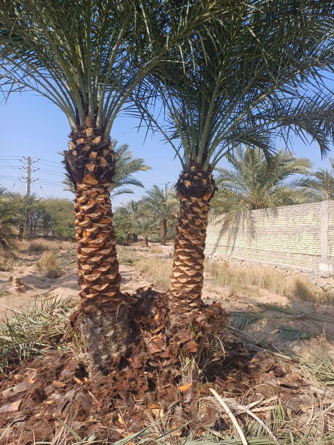 چوب تنه نخل خرما از تنه یک متری تا ۸متری درخت|گل و گیاه طبیعی|کارون, |دیوار