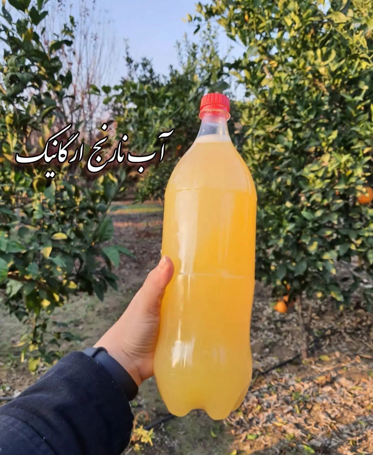 فروش محصولات ارگانیک و خانگی کاملا طبیعی|خوردنی و آشامیدنی|رشت, سلیمانداراب|دیوار