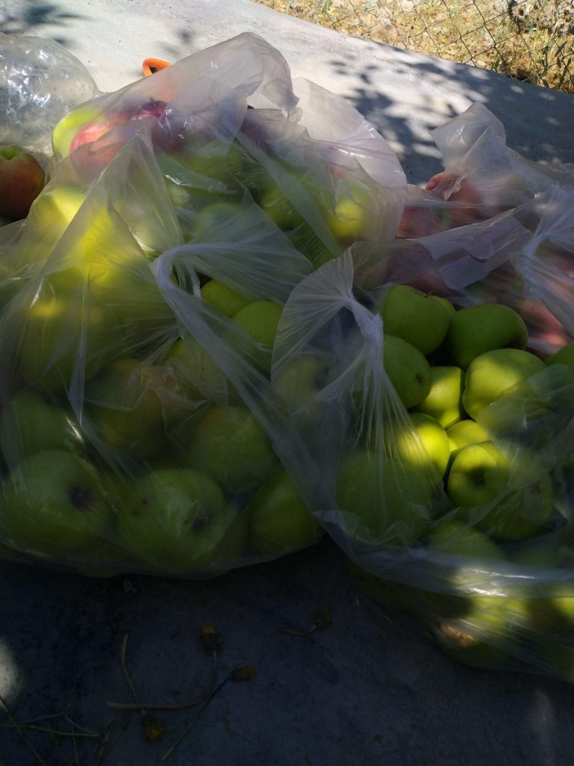 باغ میوه 1000متر با فنس کشی|فروش زمین و ملک کلنگی|گندمان, |دیوار